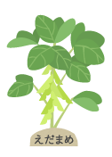 えだまめ