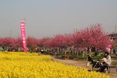 花桃まつりの写真