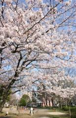 やしお中央公園の桜の写真