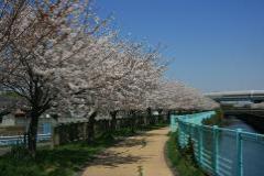 綾瀬川放水路さくら堤の桜の写真