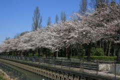 八条親水公園の桜の写真