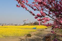中川フラワーパークの花桃と菜の花の写真