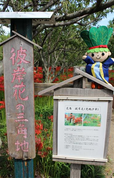 彼岸花看板