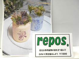多肉寄せ植え