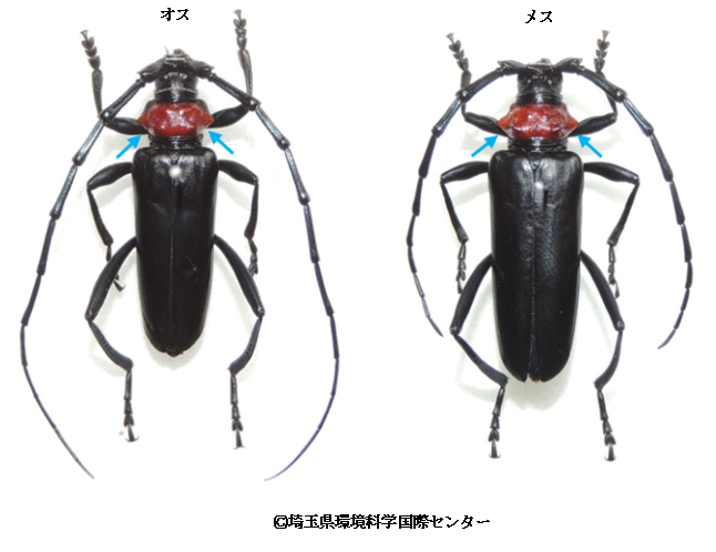 クビアカツヤカミキリ比較画像