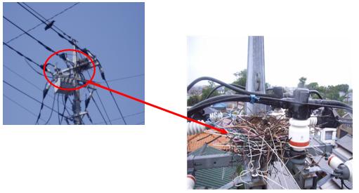 電柱に作成されたカラスの巣の写真