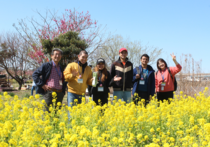 写真（菜の花）