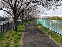 八条桜さくら堤